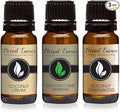 Trio - Cream, Lime Verbena & Sandalwood - Premium Coconut Fragrance Oil - 10ML by EternalEssenceOils