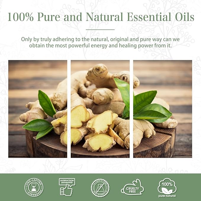 Ginger 3.38fl.oz Essential Oil, PHATOIL Pure Aromatherapy Oils - Image 2