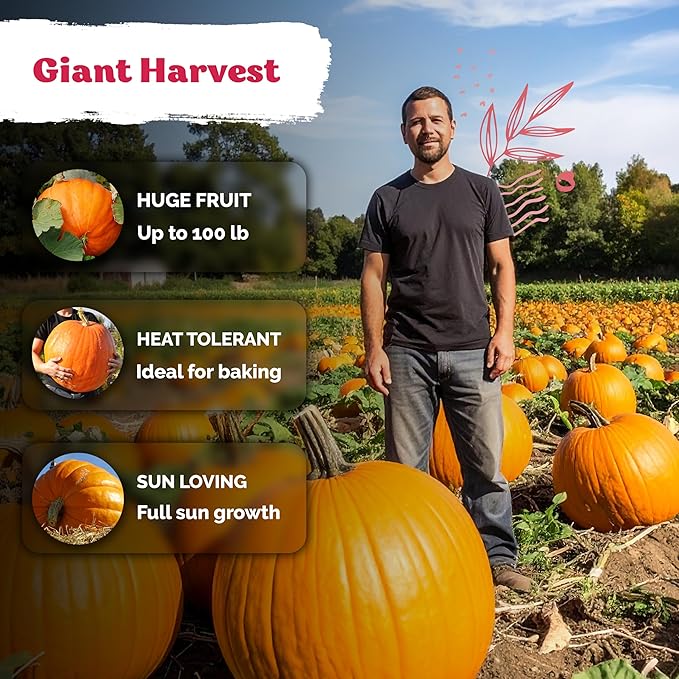 KVITER 25 Big Max Pumpkin Seeds - Image 4