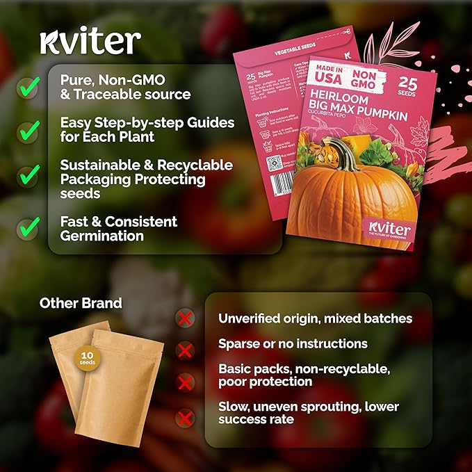 KVITER 25 Big Max Pumpkin Seeds - Image 5