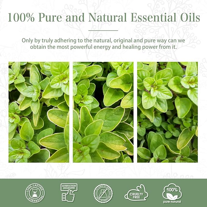Oregano 1.01fl.oz Essential Oil, PHATOIL Pure Aromatherapy Oils - Image 6