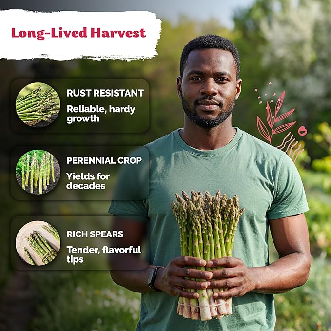 KVITER 100 Mary Washington Asparagus Seeds – Heirloom Non GMO Asparagas Seed - Image 3