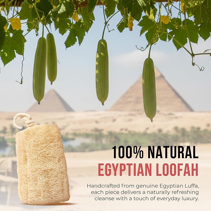 CraftsOfEgypt Natural Loofah Sponge – Egyptian Luffa Body Scrubber Pack of 1 - Image 5