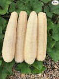 Natural Loofah Sponges Organic Luffa Bath Shower Sponge Exfoliating Body Back by YEMTAL