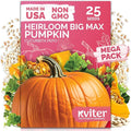 KVITER 25 Big Max Pumpkin Seeds by KVITER