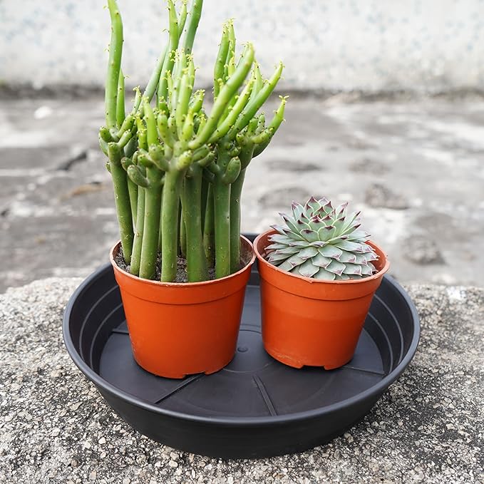 LWALRS 4 Packs 8 Inches Plant Saucer Drip Trays, Round Plastic Plant Pot - Image 5