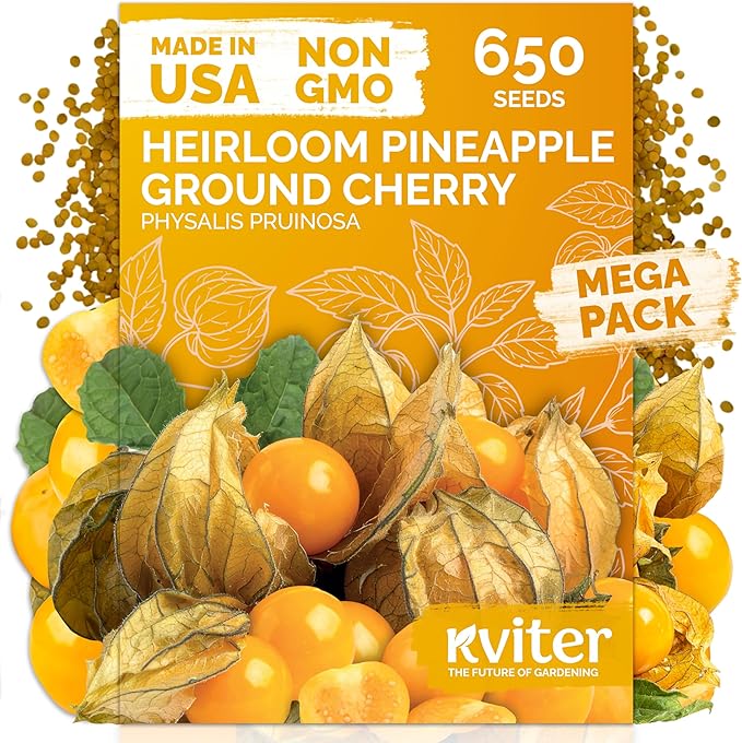 KVITER 650 Aunt Molly Ground Cherry Seeds by KVITER